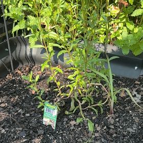 Photo of the plant species Mexican Tarragon by @GodlyBlueech32 named Timothy on Greg, the plant care app
