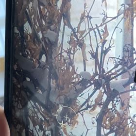 Photo of the plant species Irish Moss by @EarnestCorrea34 named Shakira on Greg, the plant care app
