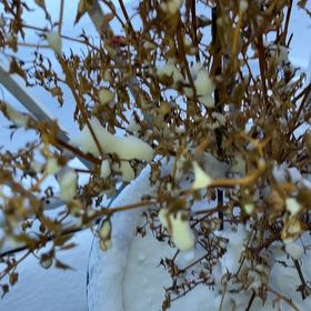 Photo of the plant species Murray Red Gum by @EarnestCorrea34 named Harmony on Greg, the plant care app