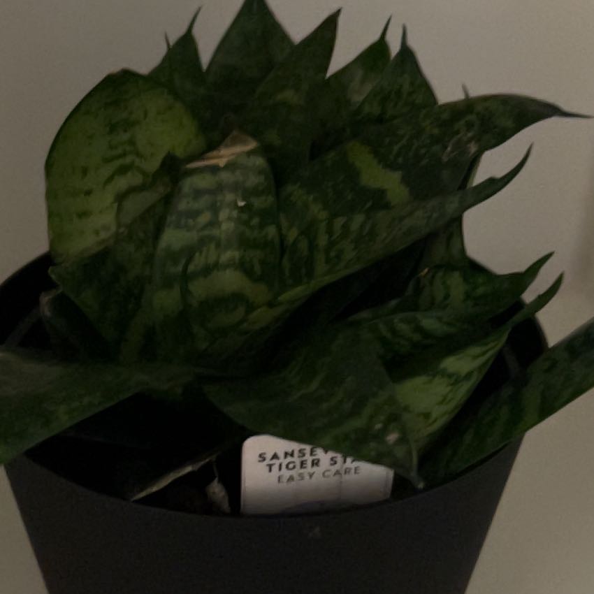 Photo of the plant species Tiger Star Snake Plant by @KookyGasplant named Naomi on Greg, the plant care app