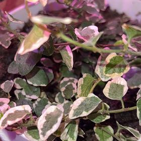 Photo of the plant species Bellis Ficus by @AlertFuchsia13 named da Vinci on Greg, the plant care app