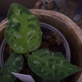 Photo of the plant species Max Tricolor Aglaonema by @AlertFuchsia13 named Kobe on Greg, the plant care app