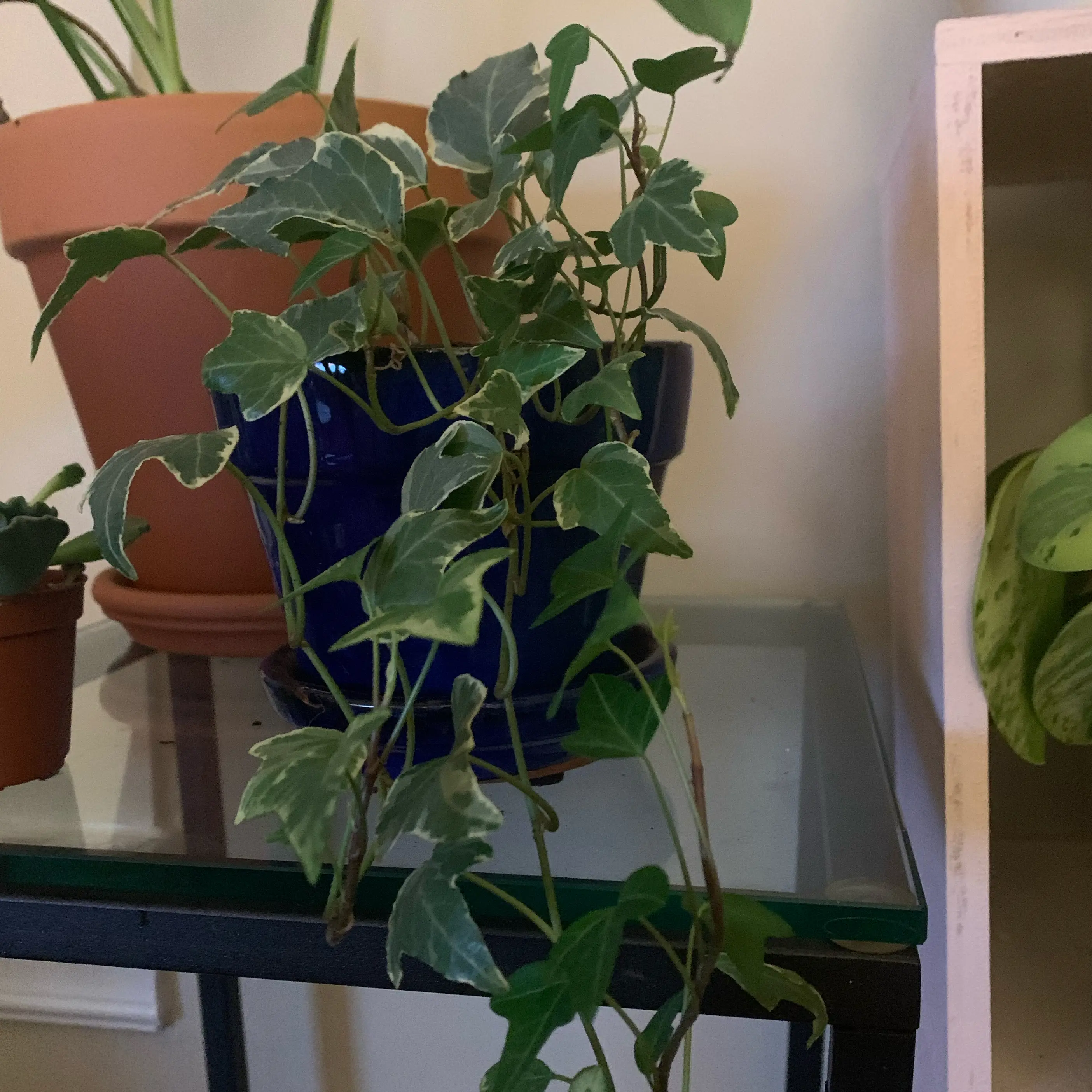 Photo of the plant species Varigated English Ivy by Larisa named Darcy on Greg, the plant care app