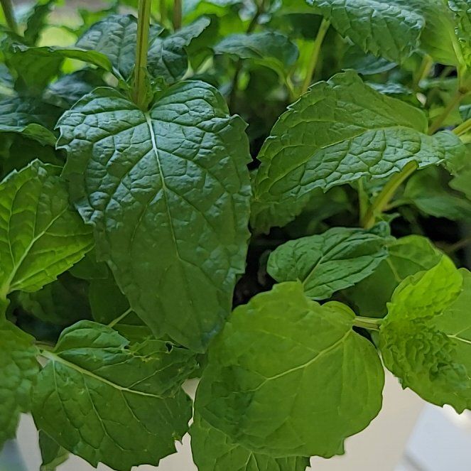 Photo of the plant species Sweet Mint by @AwakeTwister15 named Sweet Mint on Greg, the plant care app