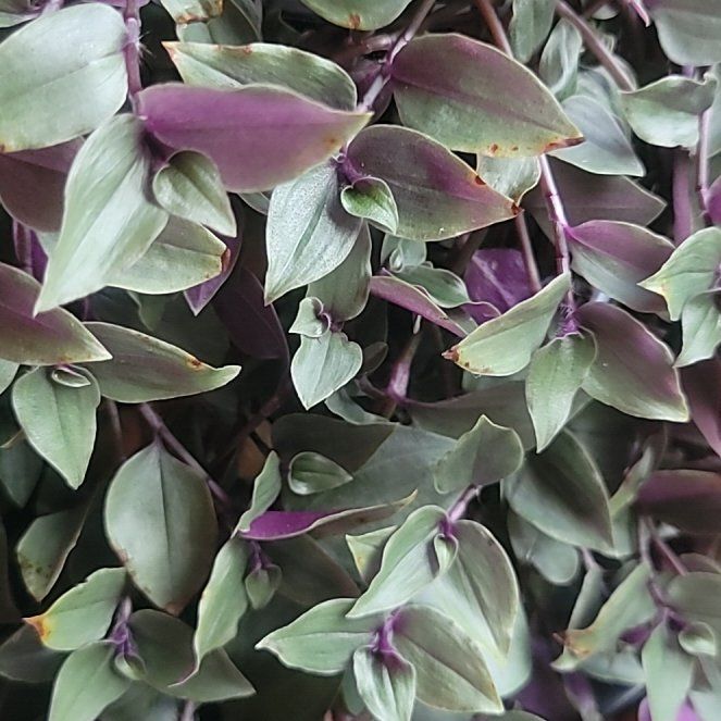 Photo of the plant species Tradescantia by @EarlyWavycap34 named Pax on Greg, the plant care app