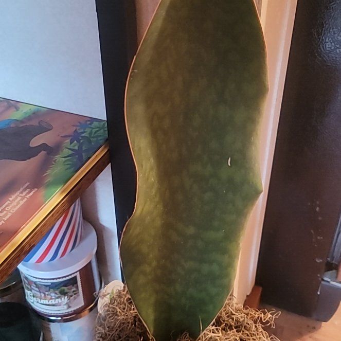 Photo of the plant species Whalefin Snake Plant by @EarlyWavycap34 named Robert Plant on Greg, the plant care app