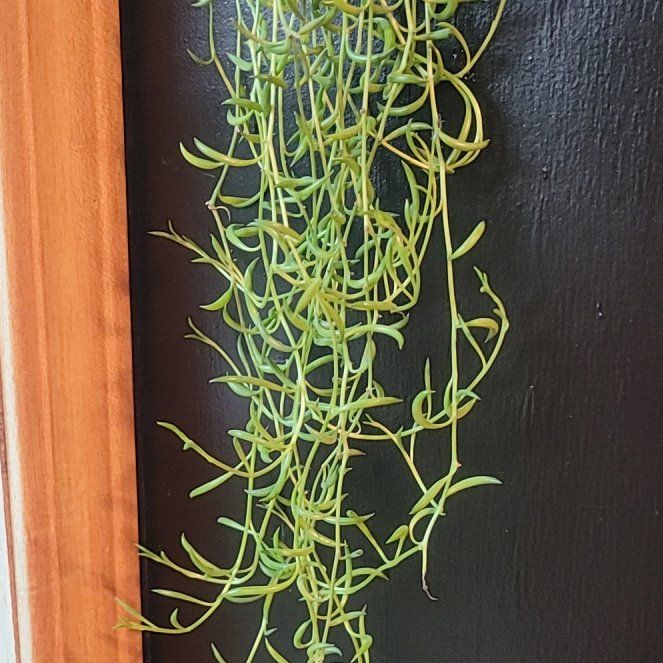Photo of the plant species String of Fishhooks by @EarlyWavycap34 named Willow on Greg, the plant care app