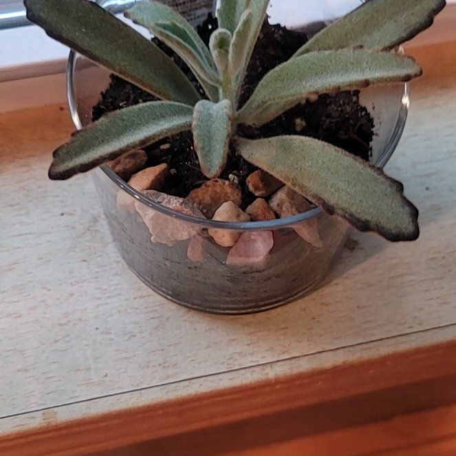 Photo of the plant species Kalanchoe by @EarlyWavycap34 named Einstein on Greg, the plant care app