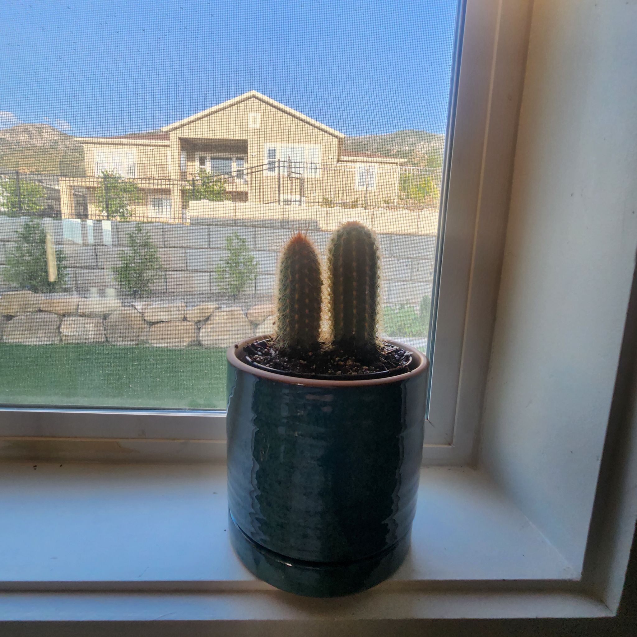 Photo of the plant species Espostoa mirabilis by @QuirkyAlpinefir named Drake on Greg, the plant care app