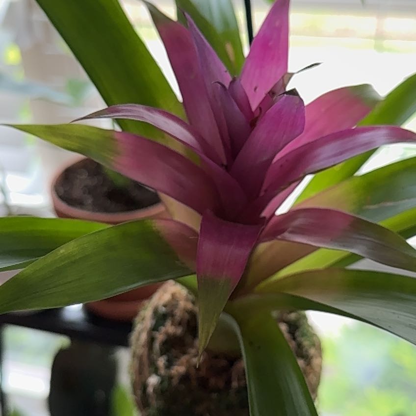 Photo of the plant species Bromelaid by @GoodySicklefern named Sol on Greg, the plant care app