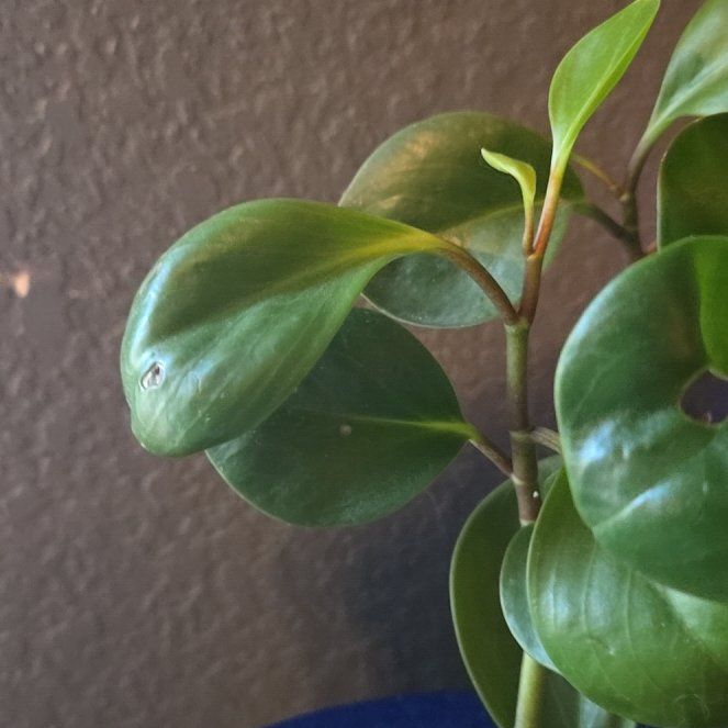 Photo of the plant species Cypress Peperomia by @FirstHindurope named Beyonce on Greg, the plant care app