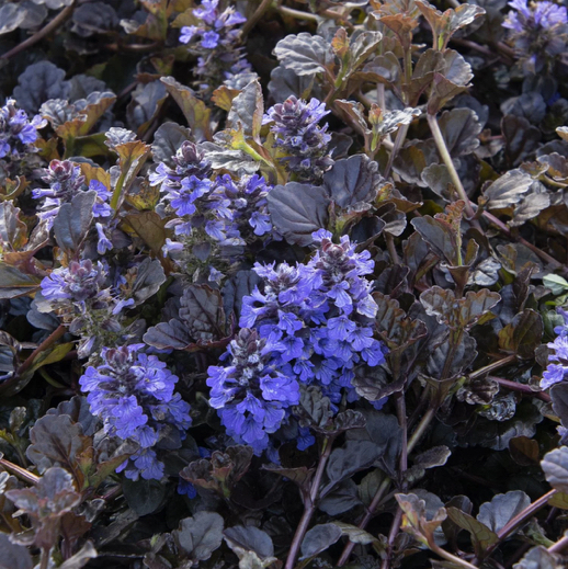 Photo of the plant species Black-Leaved Bugle by @DaringRedvein named Rosa on Greg, the plant care app