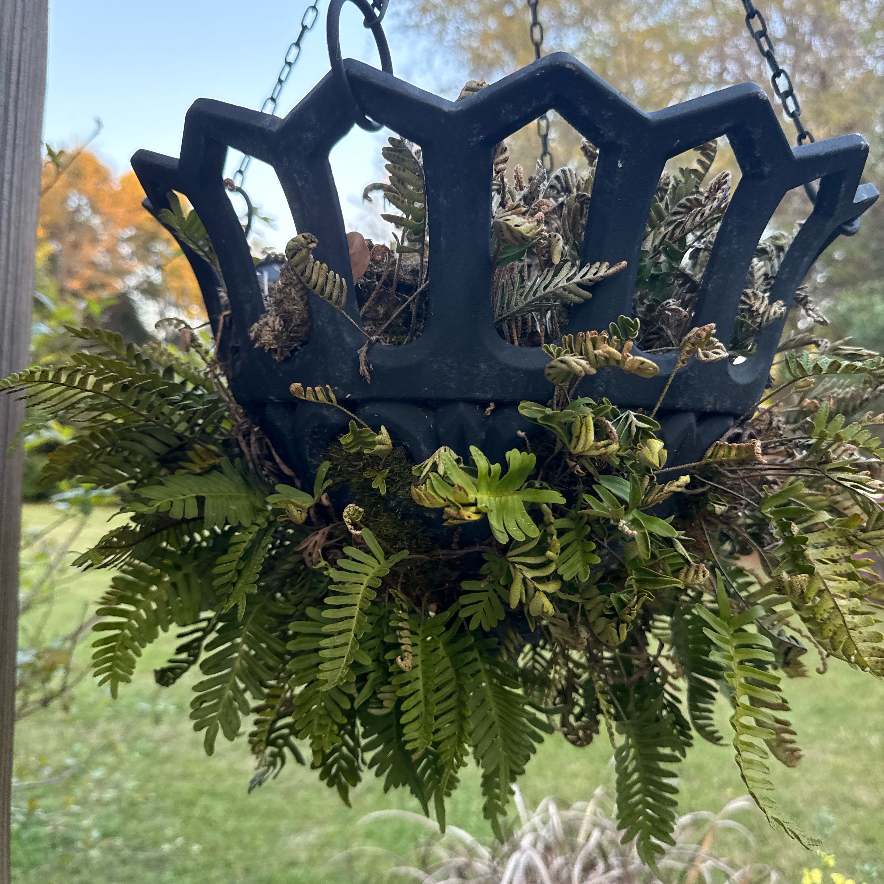 Photo of the plant species Licorice Fern by @AssuringGrass12 named Fernie Mercury on Greg, the plant care app