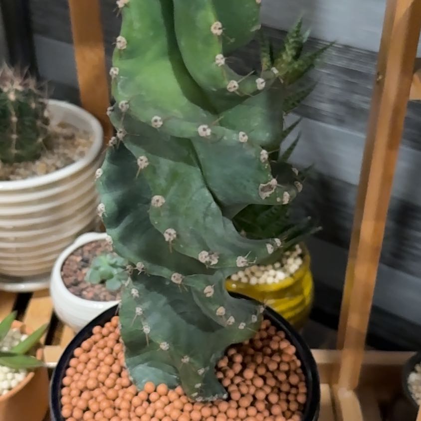 Photo of the plant species Cereus forbesii 'Giromagi' by @YesDateplum25 named Spins on Greg, the plant care app