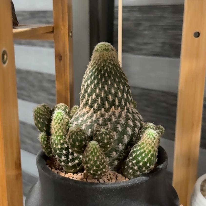 Photo of the plant species Rebutia arenacea by @YesDateplum25 named Harry on Greg, the plant care app