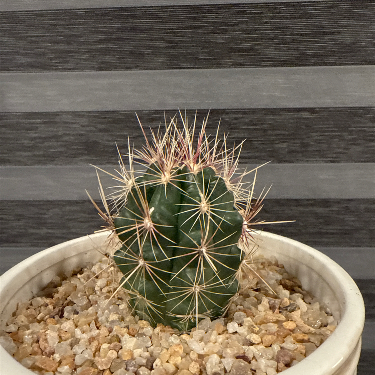 Photo of the plant species Thelocactus buekii by @YesDateplum25 named Diana on Greg, the plant care app