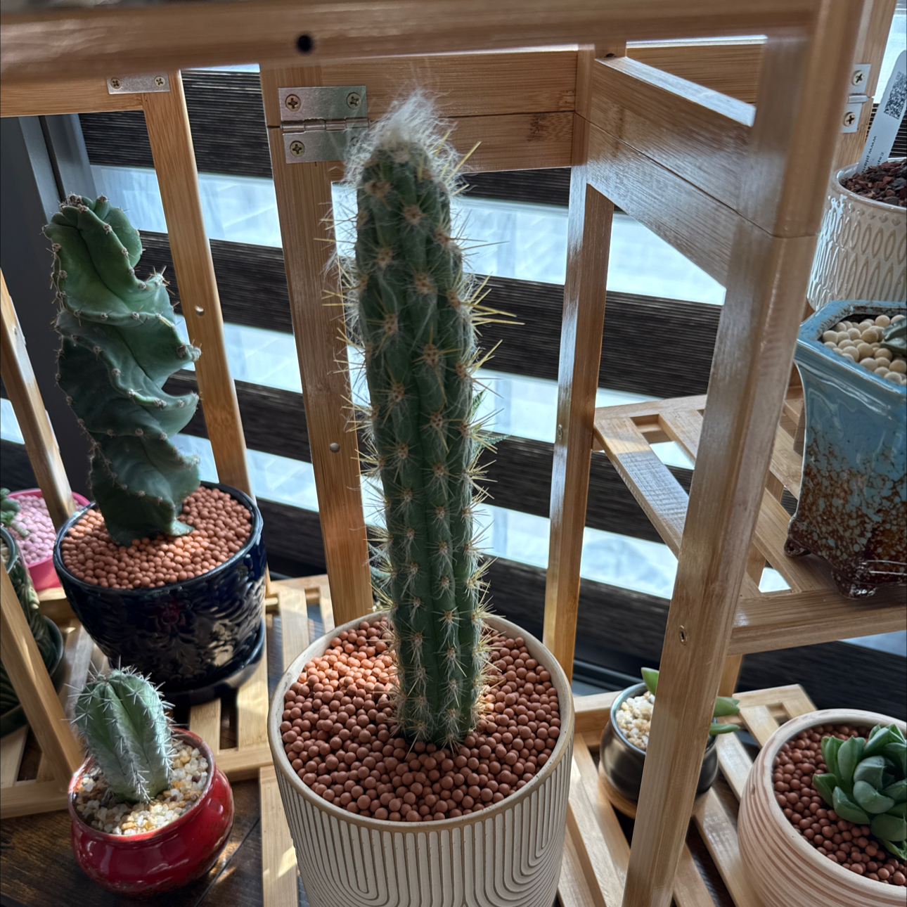 Photo of the plant species Pilosocereus gounellii by @YesDateplum25 named Leonardo on Greg, the plant care app