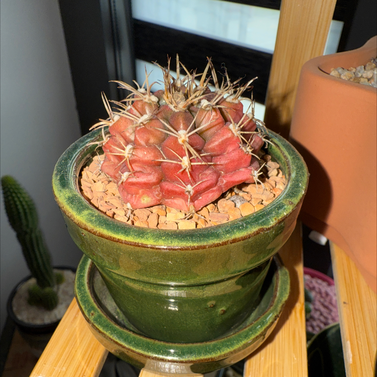 Photo of the plant species Gymnocalycium anisitsii by @YesDateplum25 named Pink on Greg, the plant care app
