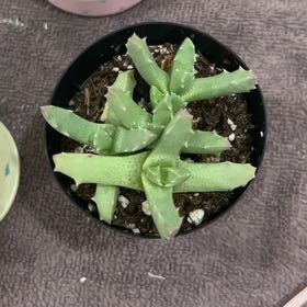 Photo of the plant species Musteline Stomatium by @SirDuwei67 named Mermaid fairy princess diva Jr. on Greg, the plant care app