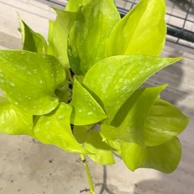 Plant care for San Ardo Poblano on Greg, the plant care app