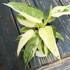 Photo of the plant species Philodenron Jose Buono by @OrnamentalCosmo named Rosa on Greg, the plant care app