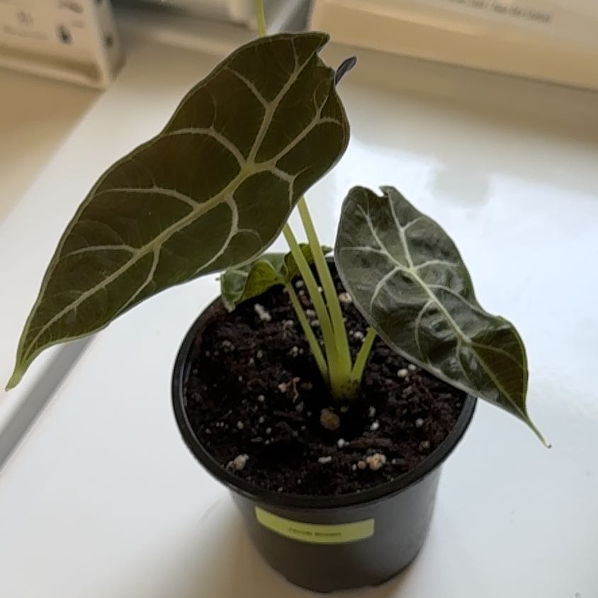 Photo of the plant species Alocasia Watsoniana Purple Vein by @OrnamentalCosmo named Kesha on Greg, the plant care app
