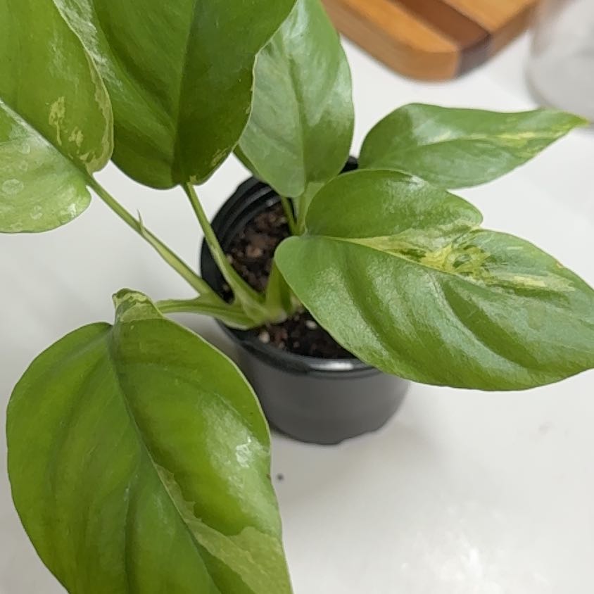 Photo of the plant species Monstera Ginny by @OrnamentalCosmo named Huckleberry Fern on Greg, the plant care app
