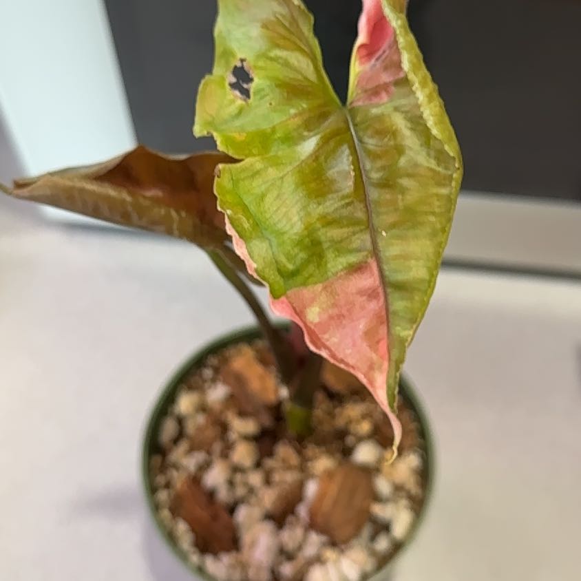 Photo of the plant species Strawberry Ice Galaxy Arrowhead Plant by @OrnamentalCosmo named Orwell on Greg, the plant care app