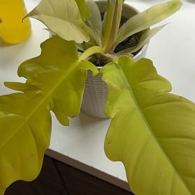 Photo of the plant species Philodendron stenolobum by @OrnamentalCosmo named Golden Apple on Greg, the plant care app