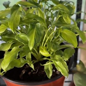 Photo of the plant species Philodendron Xanadu by @OrnamentalCosmo named Variegated Xanadu on Greg, the plant care app