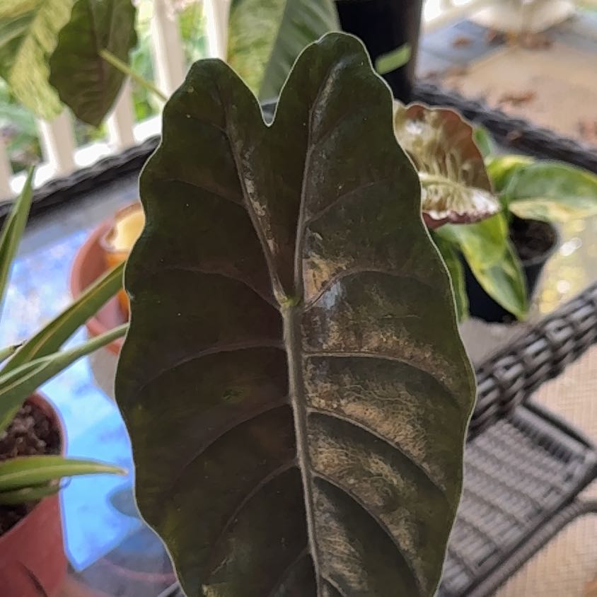 Photo of the plant species Alocasia by @OrnamentalCosmo named Xena on Greg, the plant care app