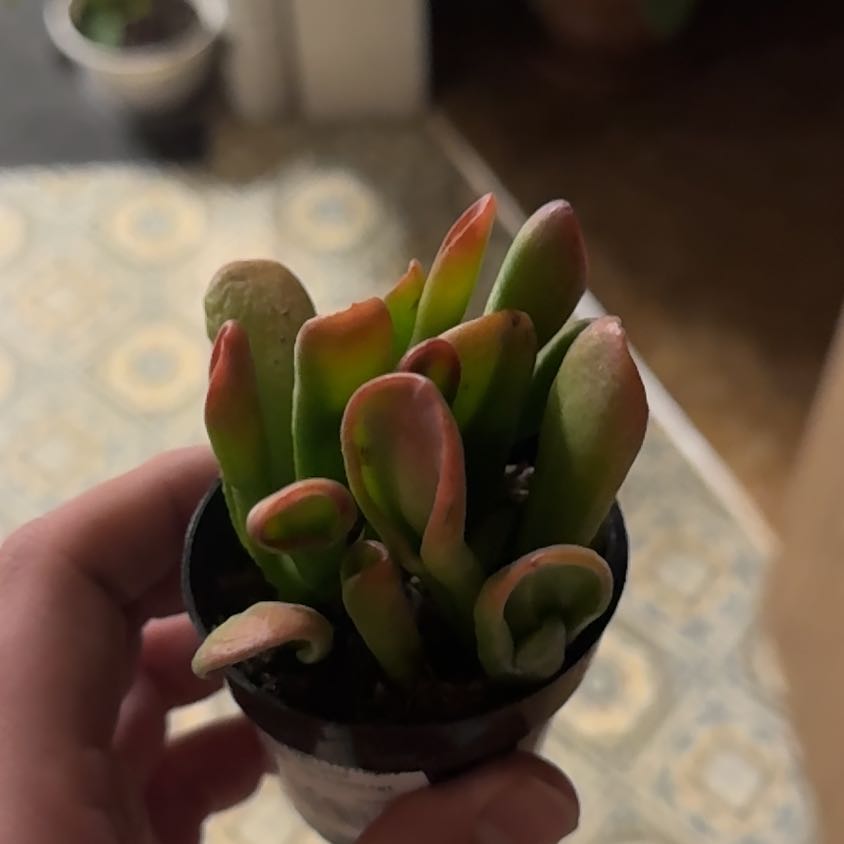 Photo of the plant species ET's Fingers Jade by @OrnamentalCosmo named Naomi on Greg, the plant care app