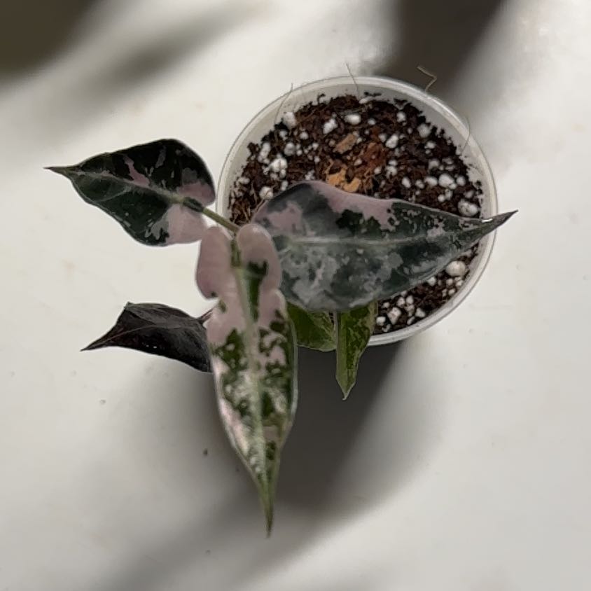 Photo of the plant species Alocasia Pink Bambino by @OrnamentalCosmo named Maya on Greg, the plant care app