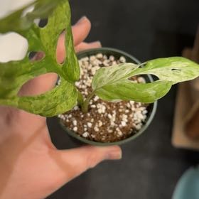 Photo of the plant species Mint Swiss Cheese Monstera by @OrnamentalCosmo named Aristotle on Greg, the plant care app