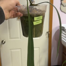 Photo of the plant species strap-leaved anthurium by @OrnamentalCosmo named Morgan Treeman on Greg, the plant care app
