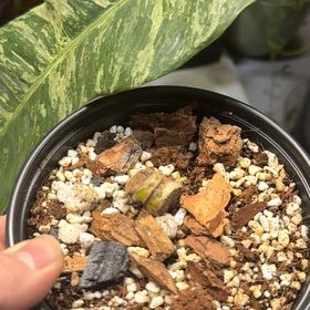 Photo of the plant species Epipremnum giganteum by @OrnamentalCosmo named Mochi on Greg, the plant care app