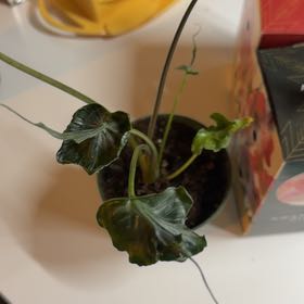 Photo of the plant species Alocasia 'Teletubbies' by @OrnamentalCosmo named Captain Plant-it on Greg, the plant care app