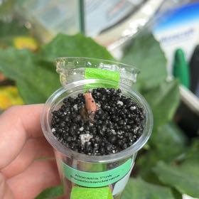 Photo of the plant species Alocasia Sanderiana by @OrnamentalCosmo named Wall-E (pink pseudo) on Greg, the plant care app