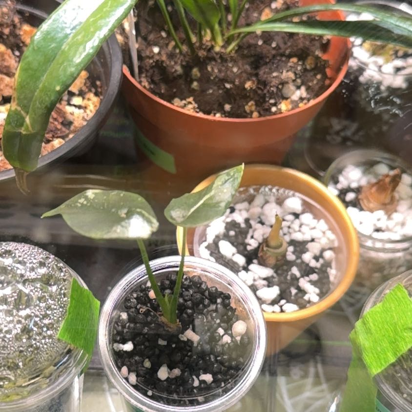 Photo of the plant species Alocasia Simpo Albo by @OrnamentalCosmo named Taylor Swift on Greg, the plant care app