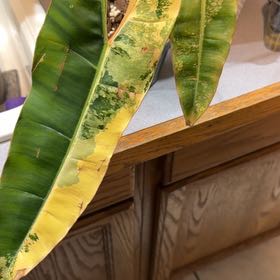 Photo of the plant species Billie by @OrnamentalCosmo named Muhammad Ali on Greg, the plant care app
