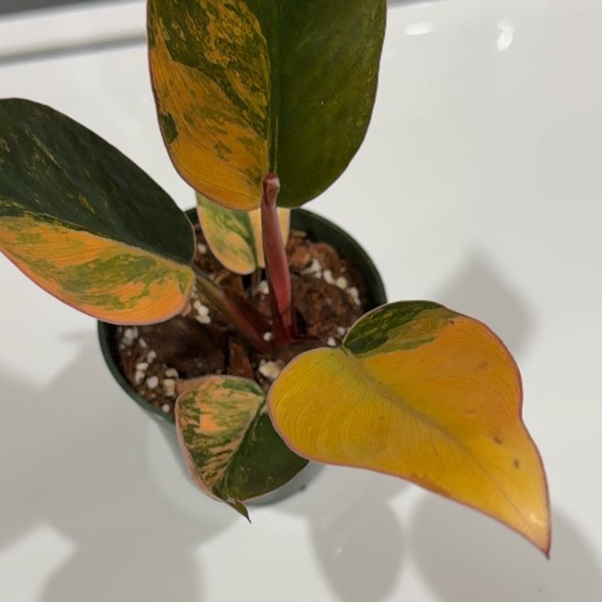Photo of the plant species Red Congo Variegated by @OrnamentalCosmo named Navajo on Greg, the plant care app