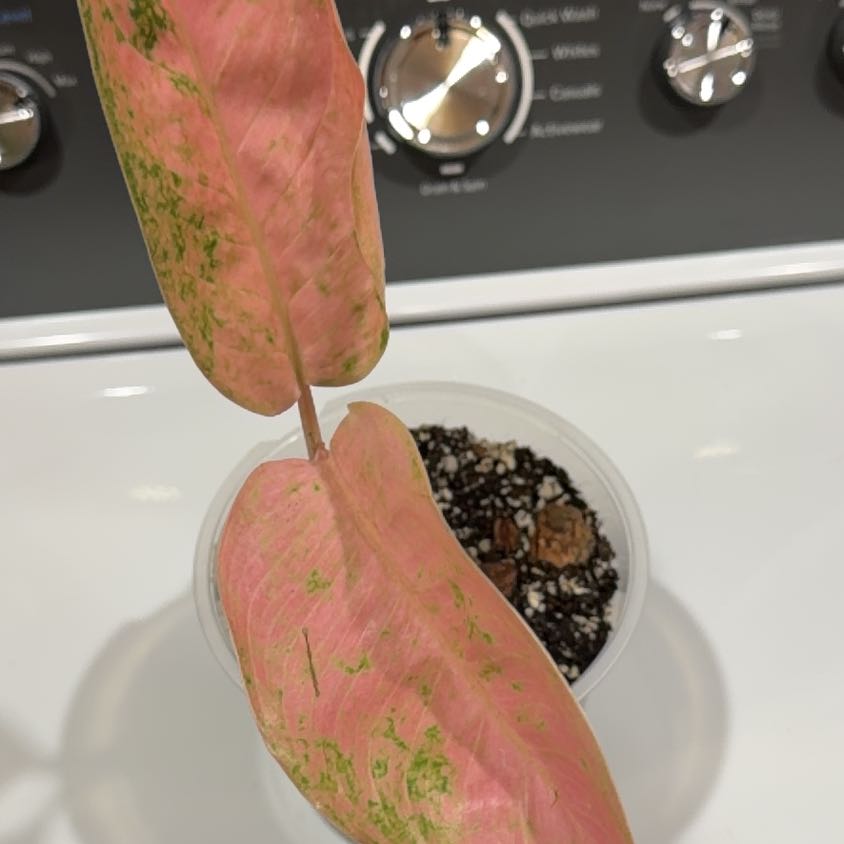 Photo of the plant species Aglaonema by @OrnamentalCosmo named Aglaonema Pink Banana on Greg, the plant care app