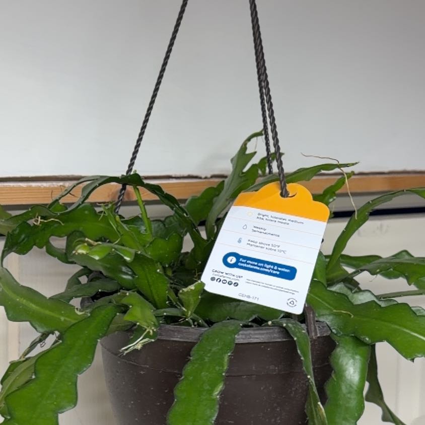 Photo of the plant species Ric Rac Cactus by @OrnamentalCosmo named Baesil on Greg, the plant care app