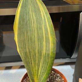 Photo of the plant species Variegated Whale Fin by @OrnamentalCosmo named Gaga on Greg, the plant care app