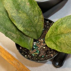 Photo of the plant species Hoya Chicken Farm by @OrnamentalCosmo named Doja Cat on Greg, the plant care app