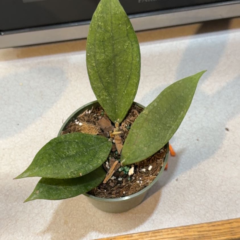 Photo of the plant species Hoya Jennifer by @OrnamentalCosmo named Diana on Greg, the plant care app