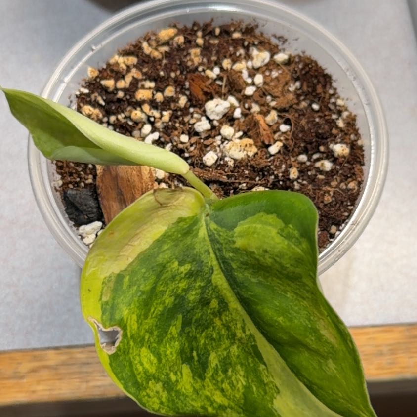 Photo of the plant species Scindapsus Jade Satin Aurea Variegated by @OrnamentalCosmo named Einstein on Greg, the plant care app
