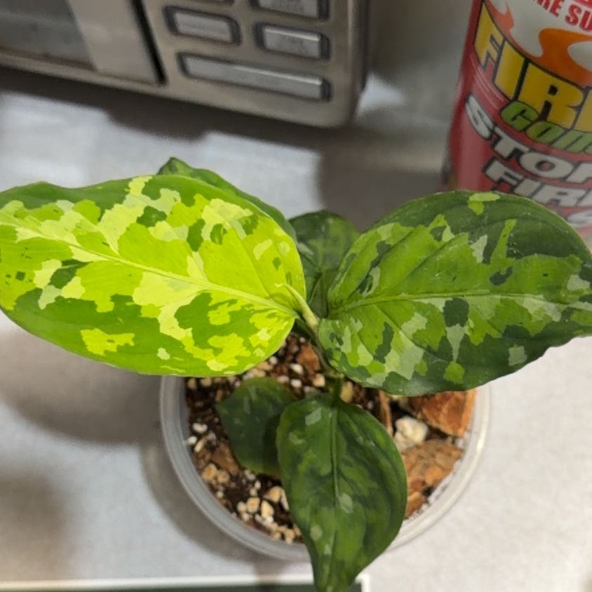 Photo of the plant species Aglaonema 'Pictum Tricolor' by @OrnamentalCosmo named Sol on Greg, the plant care app