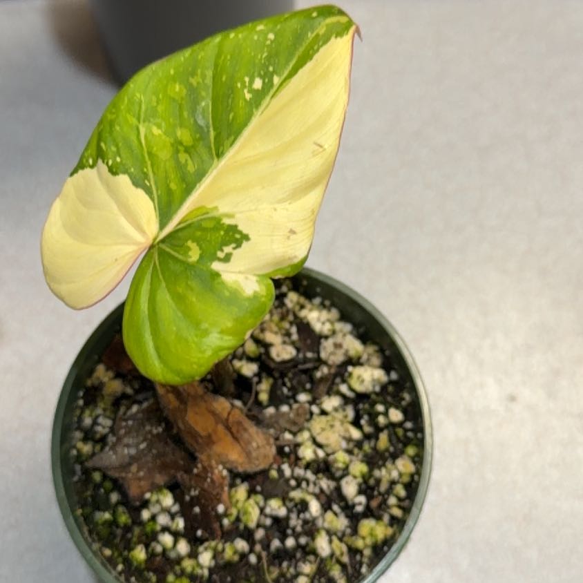 Photo of the plant species Philodendon Gloriosum by @OrnamentalCosmo named Gloriosum Type 2 on Greg, the plant care app