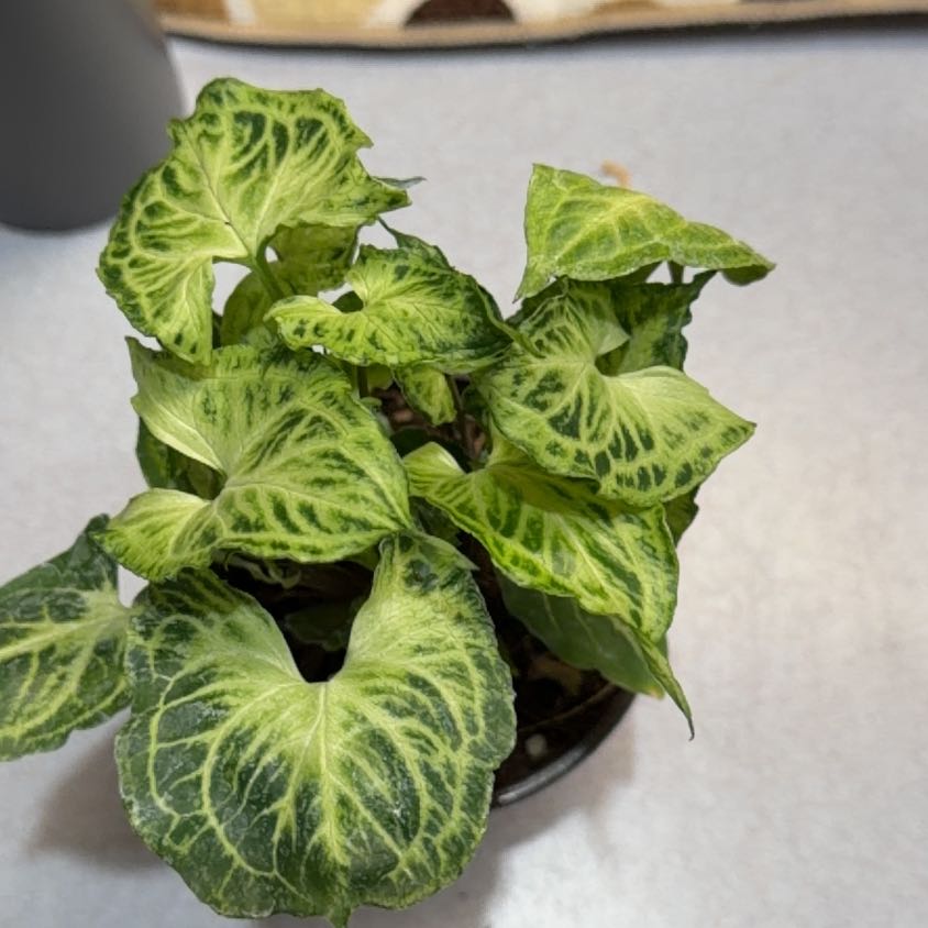 Photo of the plant species Syngonium 'Batik' by @OrnamentalCosmo named Maya on Greg, the plant care app
